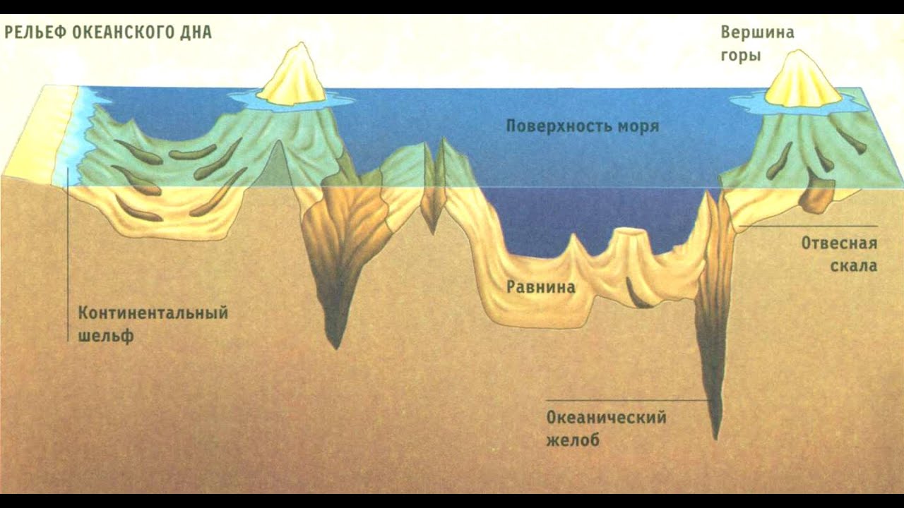 Этажи океана: путешествие по подводному небоскребу